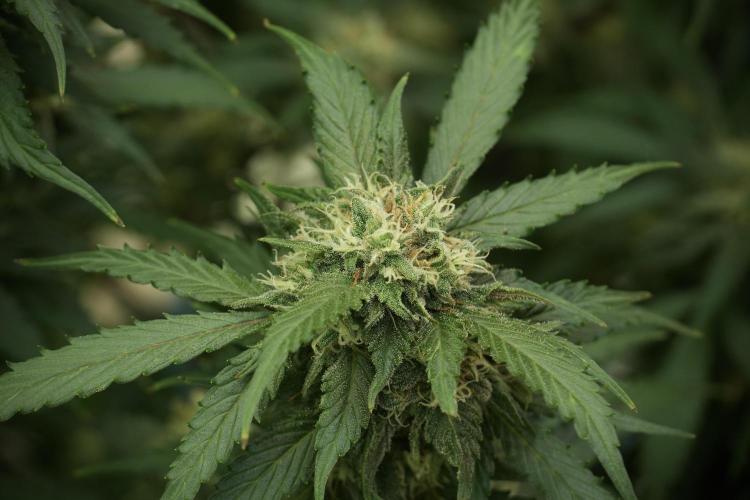 Amnesia Skunk The Zamnesia Way. Week 12 - Amnesia Skunk No Veg 12-12 from seed 