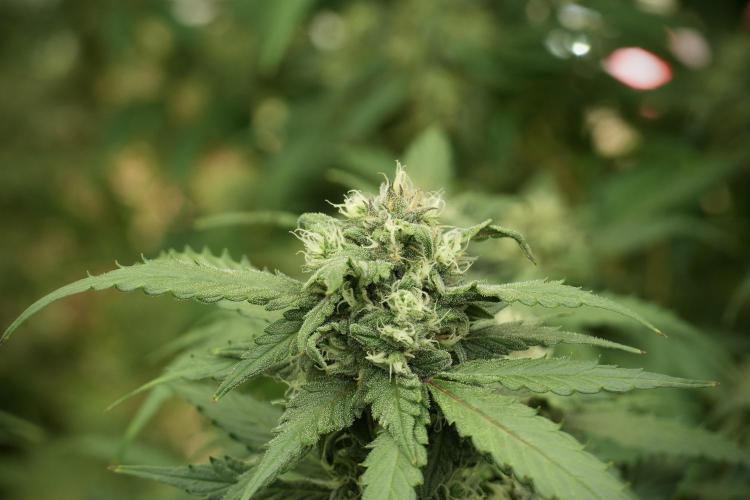 Amnesia Skunk The Zamnesia Way. Week 12 - Amnesia Skunk No Veg 12-12 from seed 