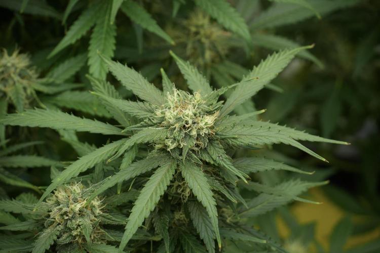 Amnesia Skunk The Zamnesia Way. Week 12 - Amnesia Skunk No Veg 12-12 from seed 