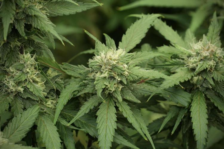Amnesia Skunk The Zamnesia Way. Week 12 - Amnesia Skunk No Veg 12-12 from seed 