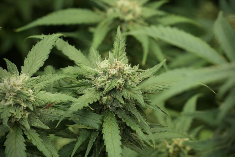 Amnesia Skunk The Zamnesia Way. Week 12 - Amnesia Skunk No Veg 12-12 from seed 