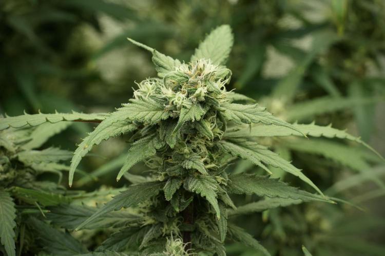 Amnesia Skunk The Zamnesia Way. Week 12 - Amnesia Skunk No Veg 12-12 from seed 