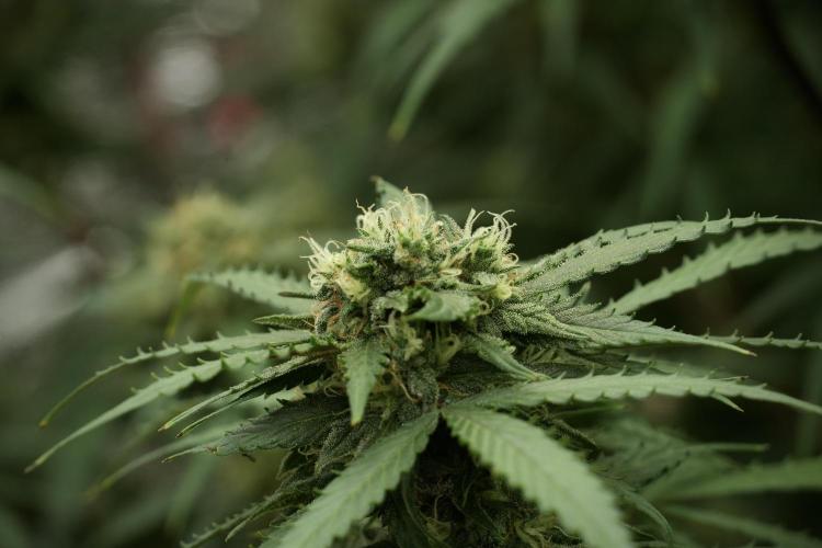 Amnesia Skunk The Zamnesia Way. Week 12 - Amnesia Skunk No Veg 12-12 from seed 