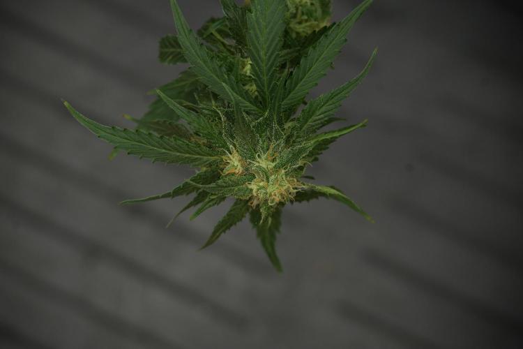 Amnesia Skunk The Zamnesia Way. Week 12 - Amnesia Skunk No Veg 12-12 from seed 