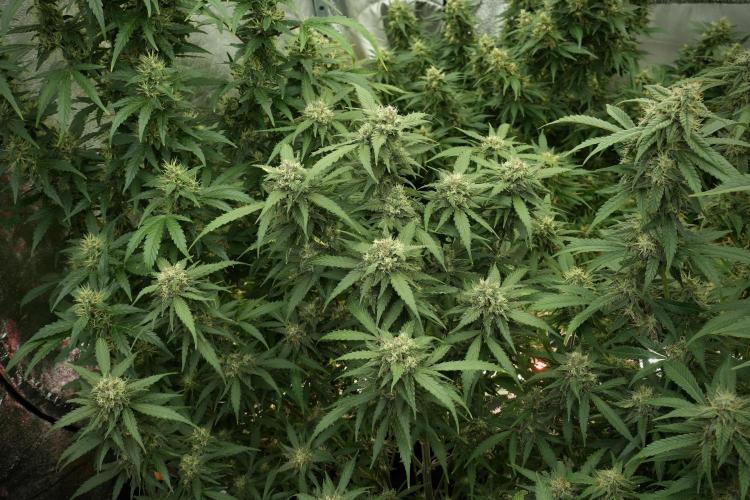 Amnesia Skunk The Zamnesia Way. Week 12 - Amnesia Skunk No Veg 12-12 from seed 
