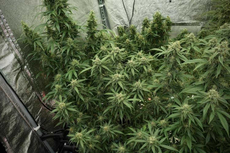 Amnesia Skunk The Zamnesia Way. Week 12 - Amnesia Skunk No Veg 12-12 from seed 