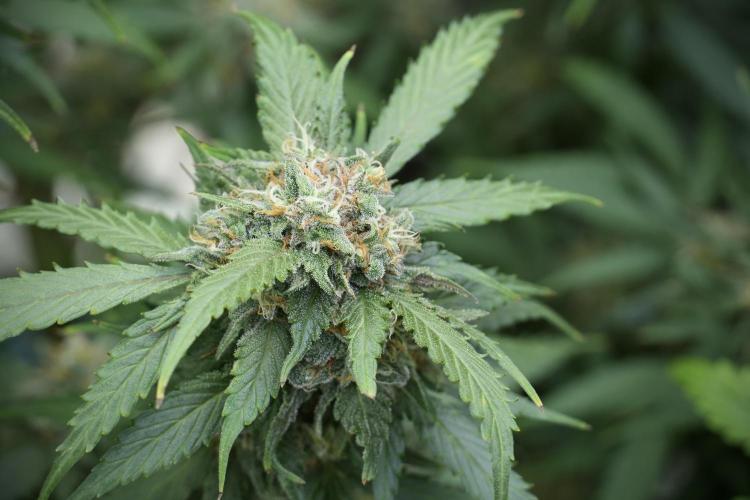Amnesia Skunk The Zamnesia Way. Week 12 - Amnesia Skunk No Veg 12-12 from seed 