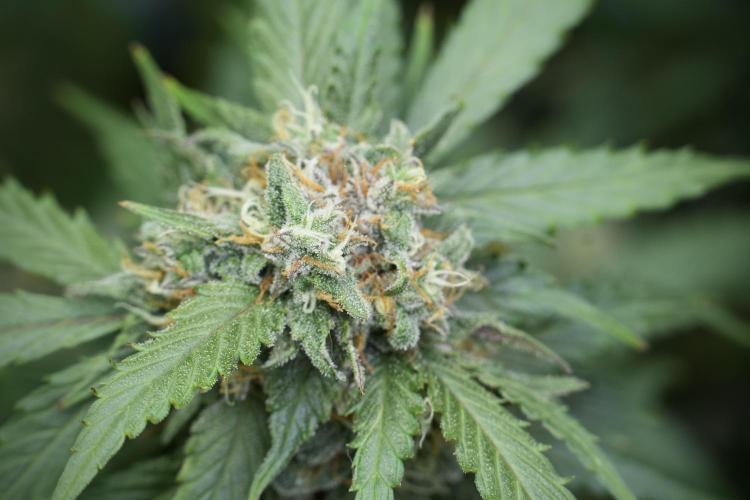 Amnesia Skunk The Zamnesia Way. Week 12 - Amnesia Skunk No Veg 12-12 from seed 