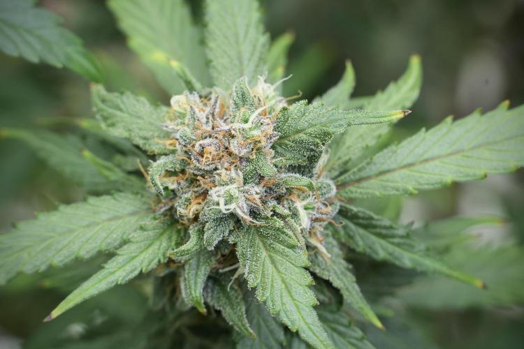 Amnesia Skunk The Zamnesia Way. Week 12 - Amnesia Skunk No Veg 12-12 from seed 