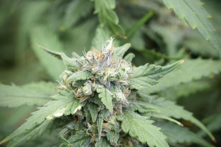 Amnesia Skunk The Zamnesia Way. Week 12 - Amnesia Skunk No Veg 12-12 from seed 