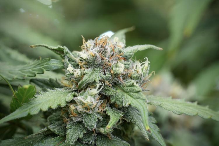 Amnesia Skunk The Zamnesia Way. Week 12 - Amnesia Skunk No Veg 12-12 from seed 