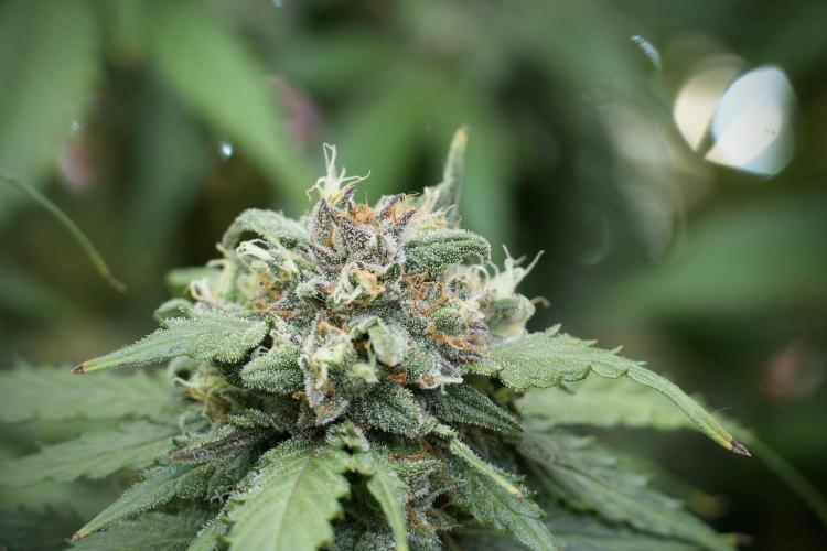 Amnesia Skunk The Zamnesia Way. Week 12 - Amnesia Skunk No Veg 12-12 from seed 
