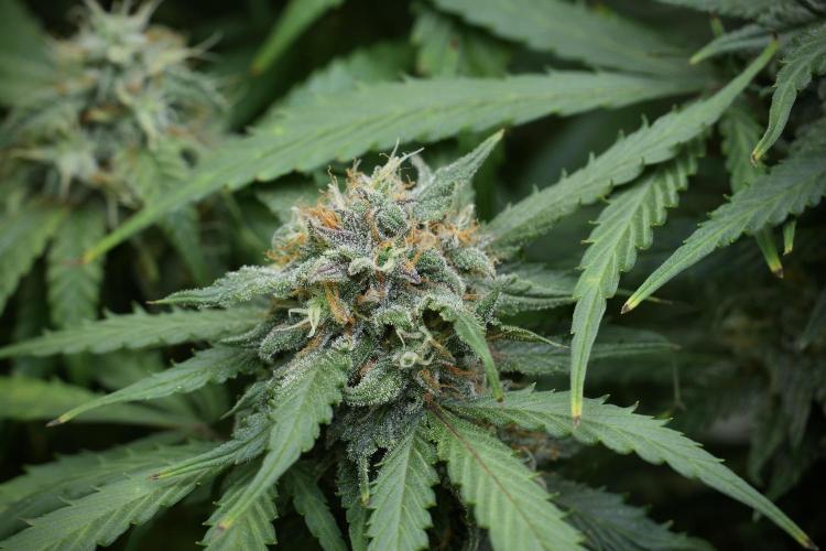 Amnesia Skunk The Zamnesia Way. Week 12 - Amnesia Skunk No Veg 12-12 from seed 