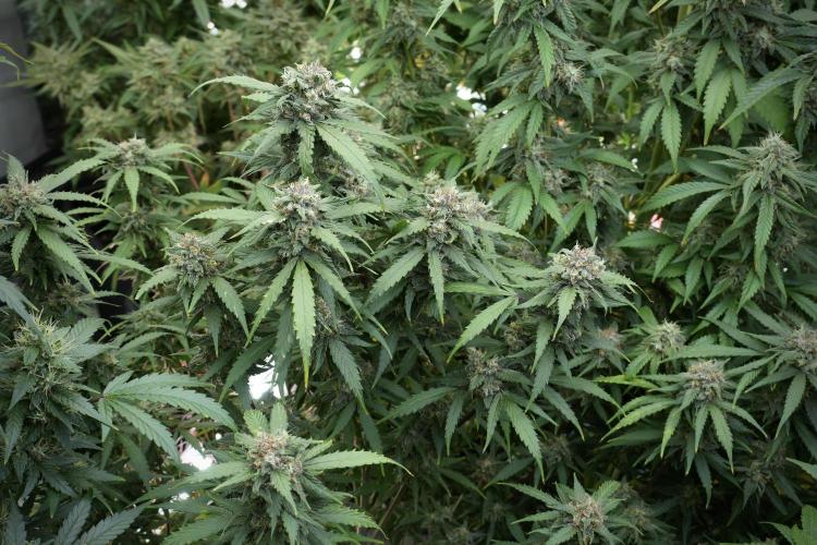 Amnesia Skunk The Zamnesia Way. Week 12 - Amnesia Skunk No Veg 12-12 from seed 