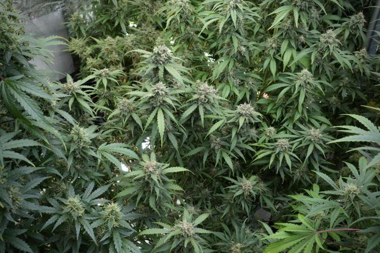 Amnesia Skunk The Zamnesia Way. Week 12 - Amnesia Skunk No Veg 12-12 from seed 