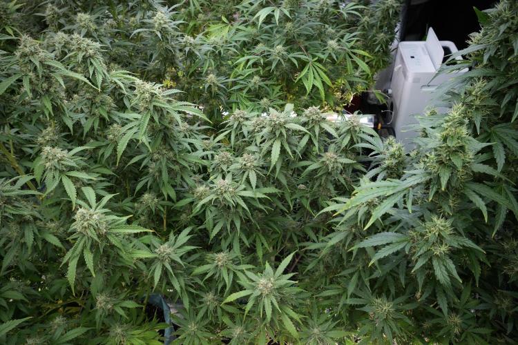 Amnesia Skunk The Zamnesia Way. Week 12 - Amnesia Skunk No Veg 12-12 from seed 