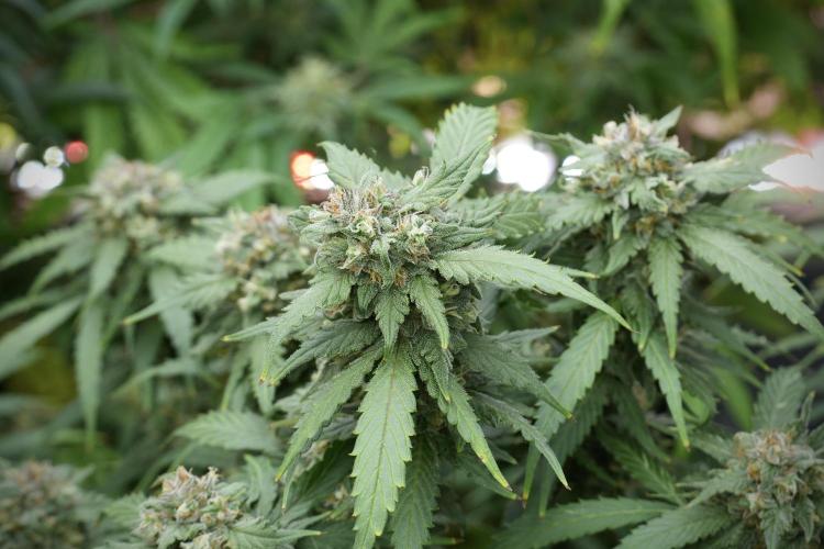 Amnesia Skunk The Zamnesia Way. Week 12 - Amnesia Skunk No Veg 12-12 from seed 