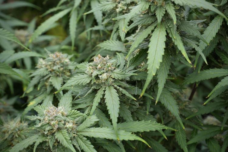 Amnesia Skunk The Zamnesia Way. Week 12 - Amnesia Skunk No Veg 12-12 from seed 