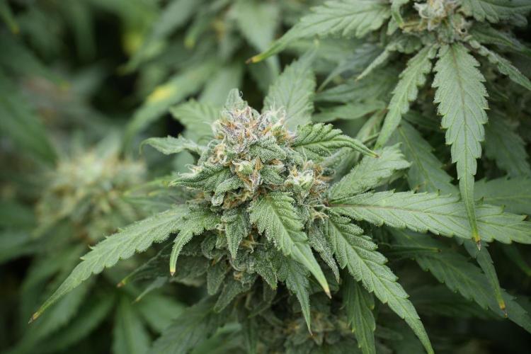Amnesia Skunk The Zamnesia Way. Week 12 - Amnesia Skunk No Veg 12-12 from seed 