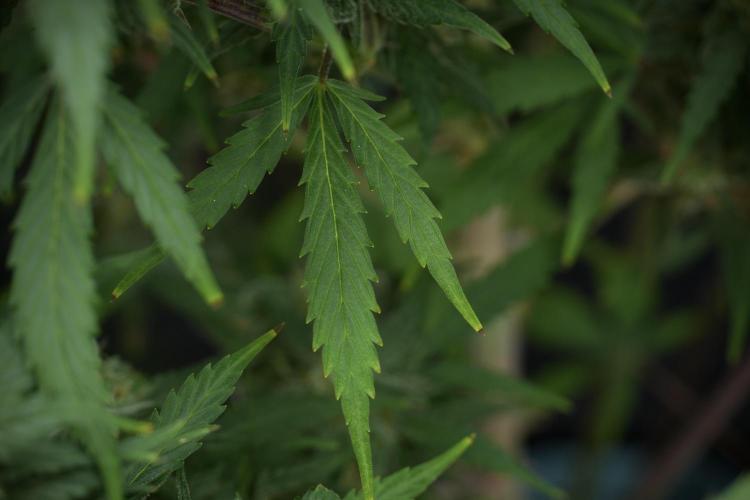 Amnesia Skunk The Zamnesia Way. Week 12 - Amnesia Skunk No Veg 12-12 from seed 