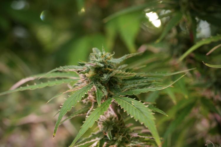 Amnesia Skunk The Zamnesia Way. Week 12 - Amnesia Skunk No Veg 12-12 from seed 