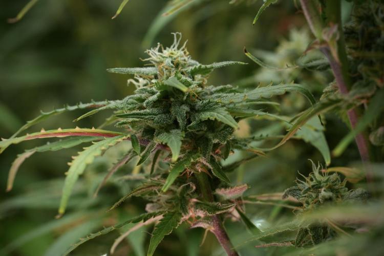 Amnesia Skunk The Zamnesia Way. Week 12 - Amnesia Skunk No Veg 12-12 from seed 