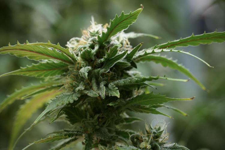 Amnesia Skunk The Zamnesia Way. Week 12 - Amnesia Skunk No Veg 12-12 from seed 