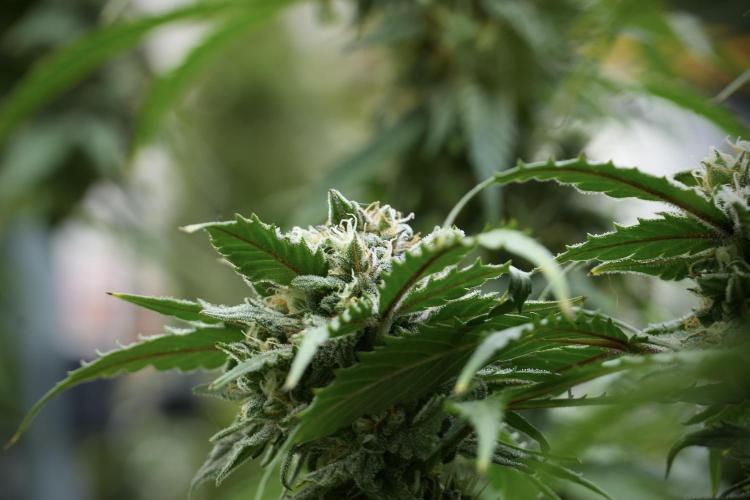 Amnesia Skunk The Zamnesia Way. Week 12 - Amnesia Skunk No Veg 12-12 from seed 