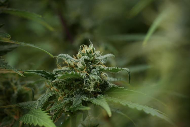 Amnesia Skunk The Zamnesia Way. Week 12 - Amnesia Skunk No Veg 12-12 from seed 