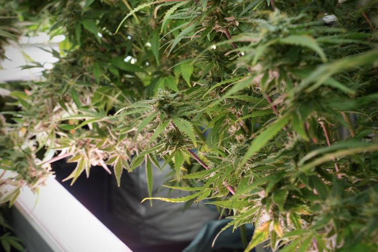 Amnesia Skunk The Zamnesia Way. Week 12 - Amnesia Skunk No Veg 12-12 from seed 
