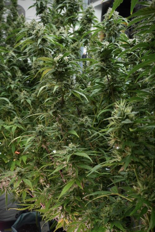 Amnesia Skunk The Zamnesia Way. Week 12 - Amnesia Skunk No Veg 12-12 from seed 