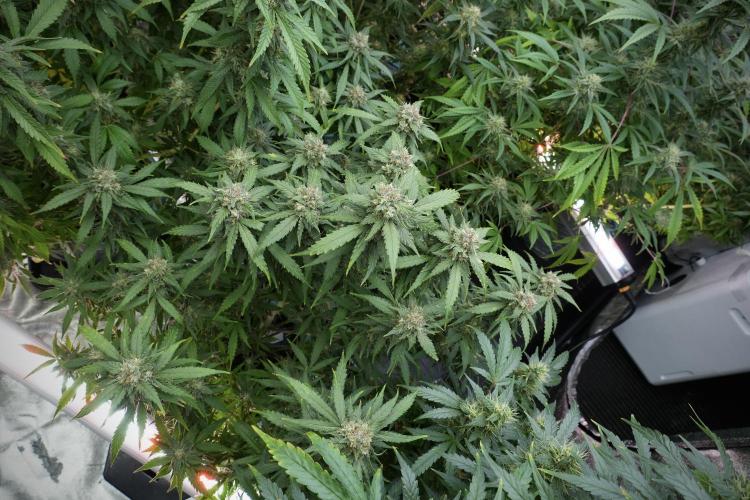 Amnesia Skunk The Zamnesia Way. Week 12 - Amnesia Skunk No Veg 12-12 from seed 