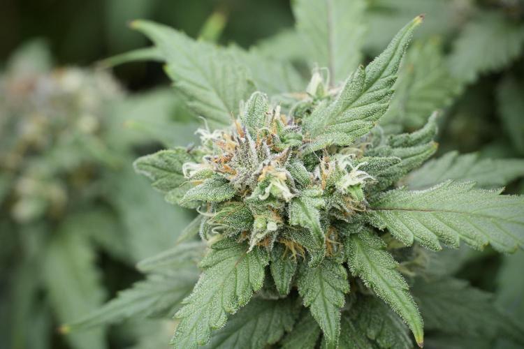 Amnesia Skunk The Zamnesia Way. Week 12 - Amnesia Skunk No Veg 12-12 from seed 