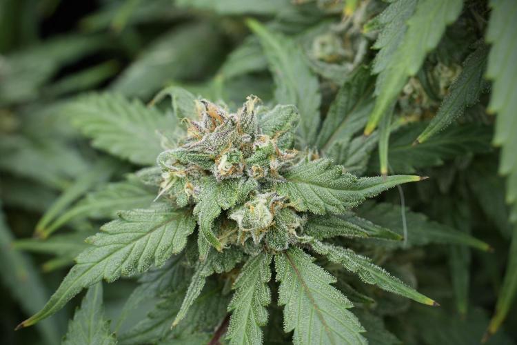 Amnesia Skunk The Zamnesia Way. Week 12 - Amnesia Skunk No Veg 12-12 from seed 