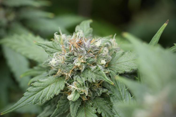 Amnesia Skunk The Zamnesia Way. Week 12 - Amnesia Skunk No Veg 12-12 from seed 