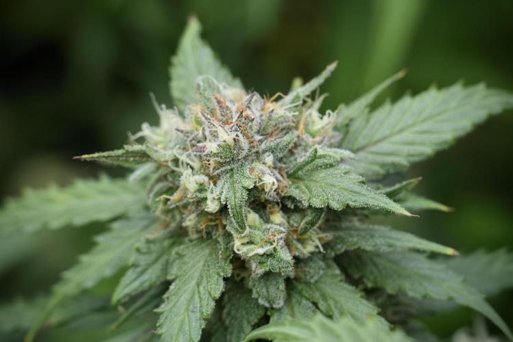Amnesia Skunk The Zamnesia Way. Week 12 - Amnesia Skunk No Veg 12-12 from seed 