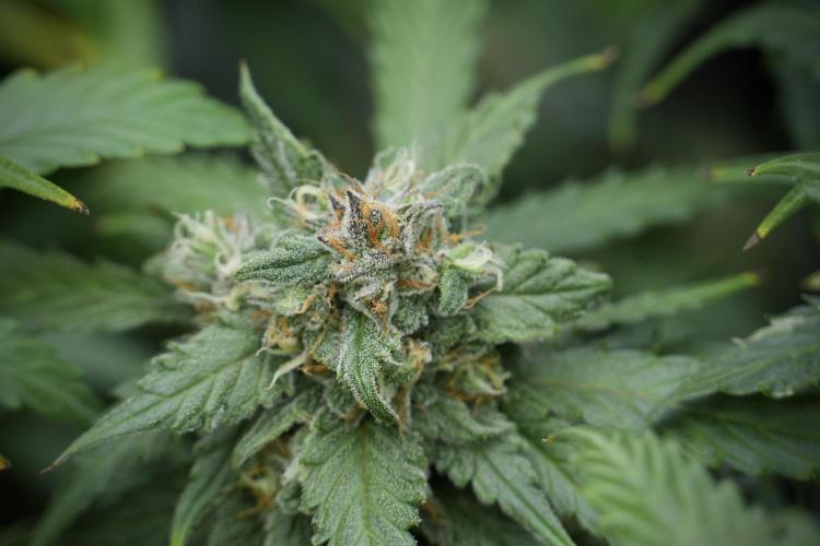 Amnesia Skunk The Zamnesia Way. Week 12 - Amnesia Skunk No Veg 12-12 from seed 
