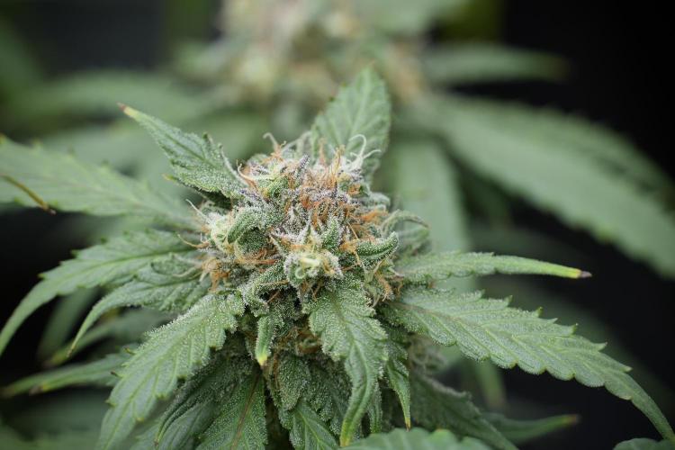 Amnesia Skunk The Zamnesia Way. Week 12 - Amnesia Skunk No Veg 12-12 from seed 