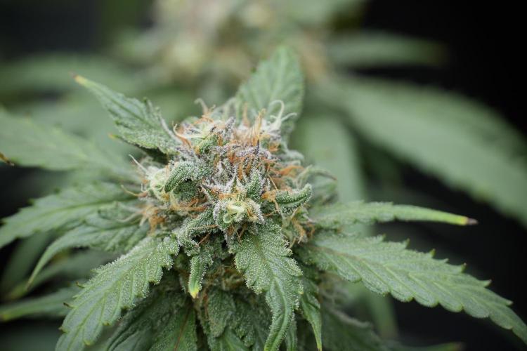Amnesia Skunk The Zamnesia Way. Week 12 - Amnesia Skunk No Veg 12-12 from seed 