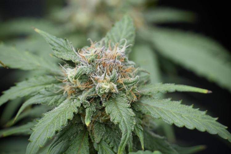 Amnesia Skunk The Zamnesia Way. Week 12 - Amnesia Skunk No Veg 12-12 from seed 