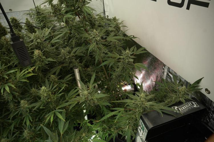 Catching The Ghost Train Haze @ Zamnesia. Week 12 - Ghost Train Haze no veg