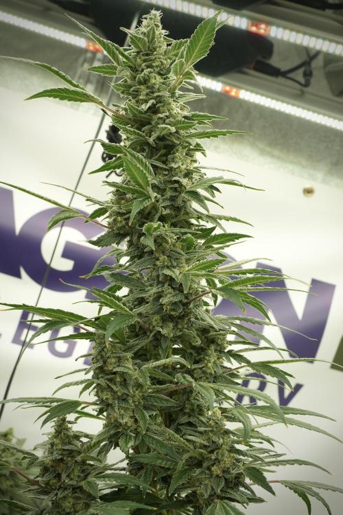 Catching The Ghost Train Haze @ Zamnesia. Week 12 - Ghost Train Haze no veg
