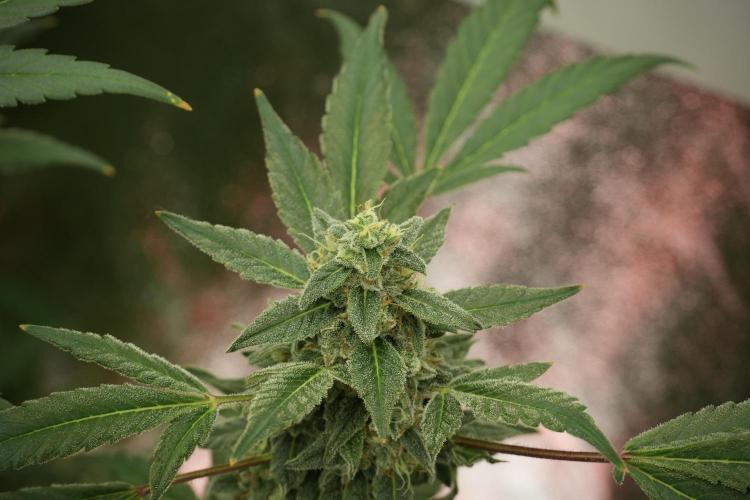 Catching The Ghost Train Haze @ Zamnesia. Week 12
