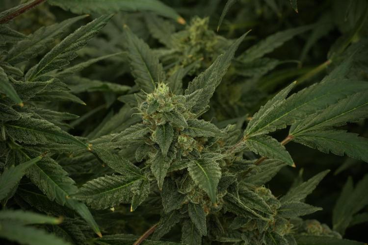 Catching The Ghost Train Haze @ Zamnesia. Week 12 - Ghost Train Haze no veg