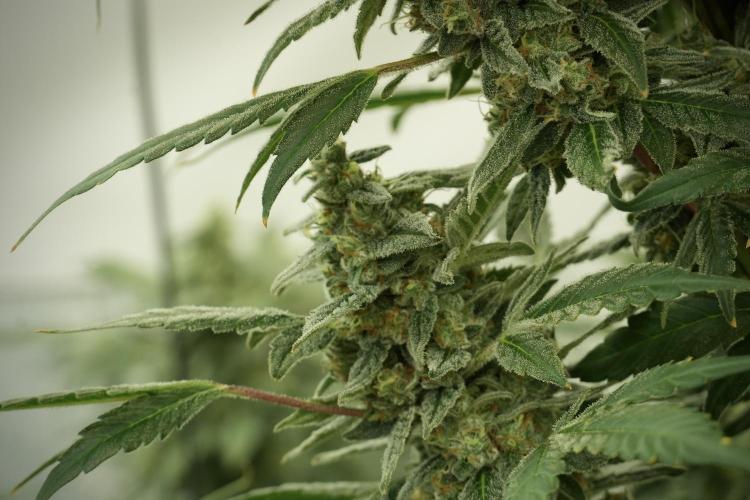 Catching The Ghost Train Haze @ Zamnesia. Week 12 - Ghost Train Haze no veg