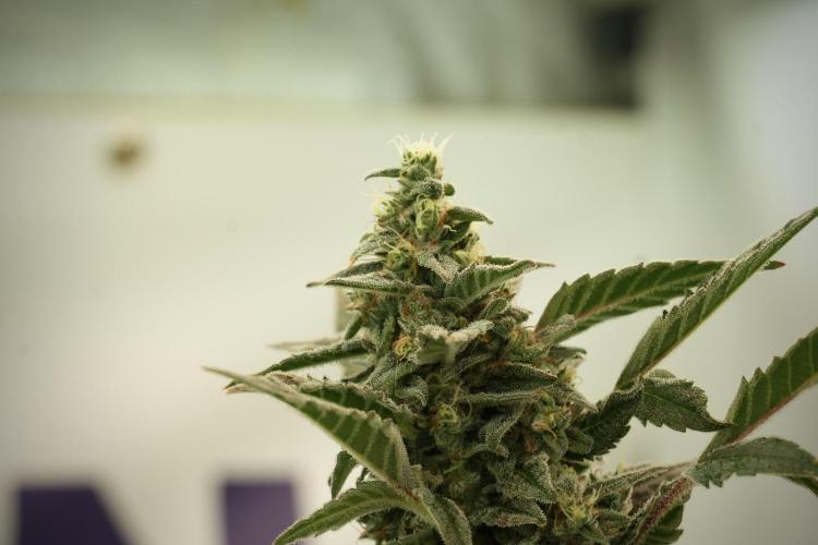 Catching The Ghost Train Haze @ Zamnesia. Week 12 - Ghost Train Haze no veg