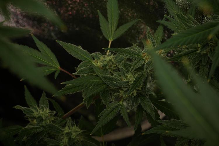 Catching The Ghost Train Haze @ Zamnesia. Week 12 - Ghost Train Haze no veg
