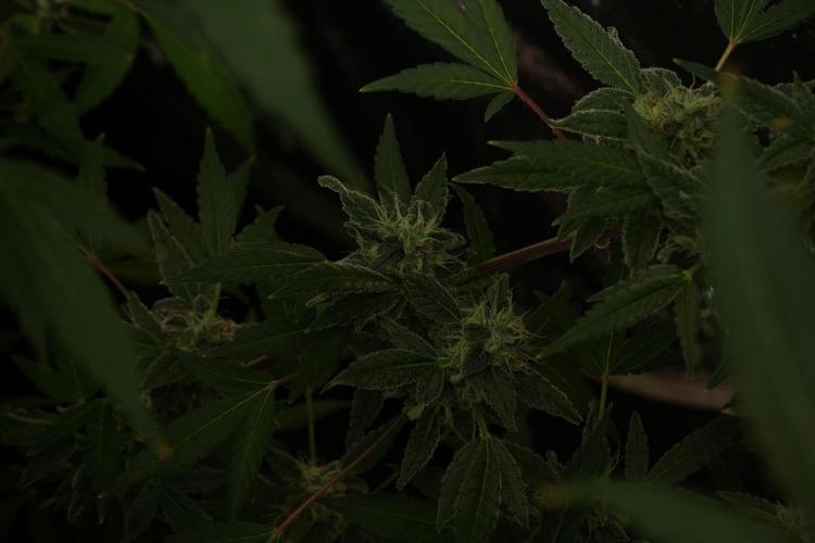 Catching The Ghost Train Haze @ Zamnesia. Week 12 - Ghost Train Haze no veg 