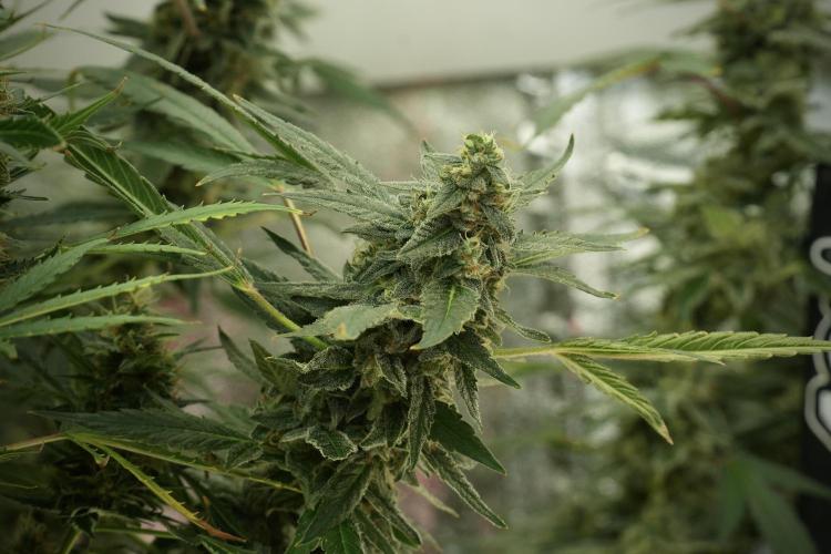Catching The Ghost Train Haze @ Zamnesia. Week 12 - Ghost Train Haze no veg
