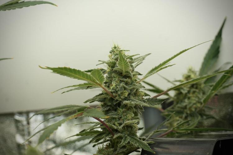 Catching The Ghost Train Haze @ Zamnesia. Week 12 - Ghost Train Haze no veg
